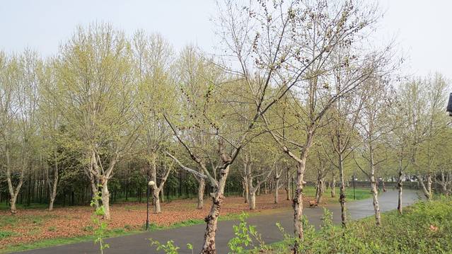 南岸嘴江滩公园