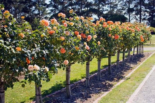 Victoria State Rose Garden