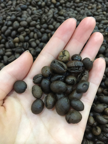 2022猫屎咖啡工厂美食餐厅,从效果来看,母豆咖啡喝多了.