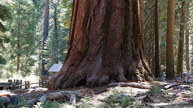 马里波萨谷巨杉林