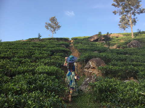 2017蓝房子茶厂_旅游攻略_门票_地址_游记点