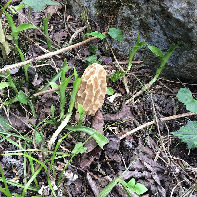 大山的礼物图片 大山的礼物图片