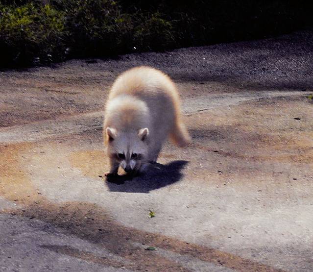 新加坡夜间野生动物园