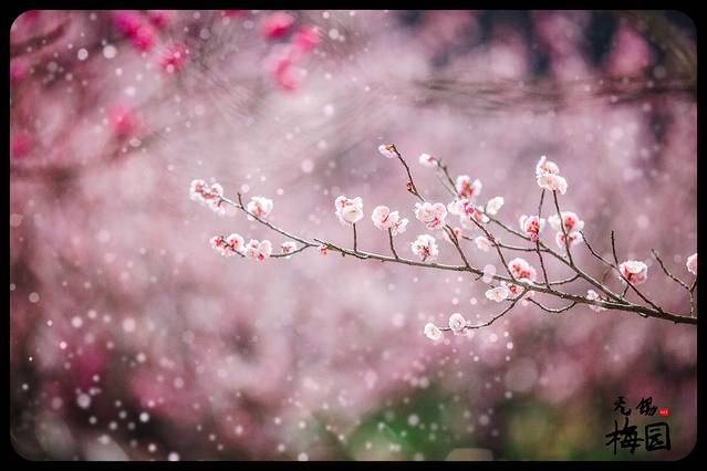 无锡梅园,一场风花雪月的故事。