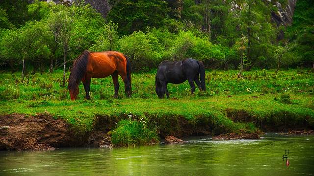 四姑娘山景区-木骡子