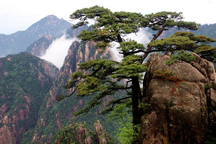 狮子峰是观赏黄山奇石猴子观海的最佳地点在这些地方可以尽情的观赏到