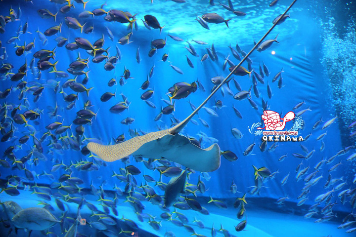 (这里总计有精华鱼种650种,75000不同种奇鱼展示可供观赏)而是直接去