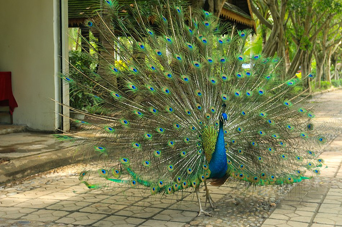 西双版纳傣族园图片