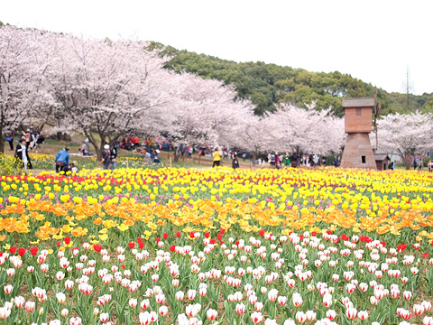 苏州上方山国家森林公园旅游景点图片