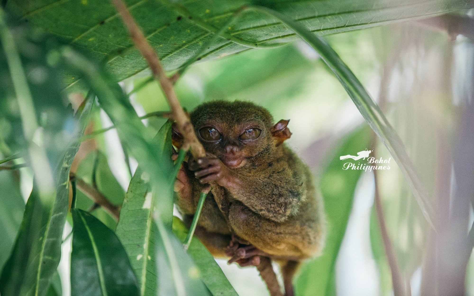 眼镜猴是世界上最小的灵长类动物,也是菲律宾国宝,多生活在菲律宾南部