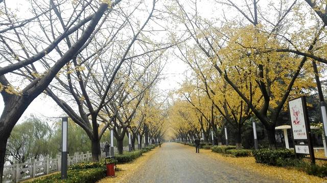 扬州江都银杏大道