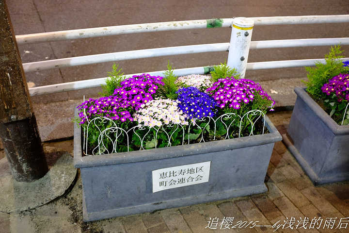 不过东京的街道上时不常会有这种小盆景小绿植神马的,给这个城市增加