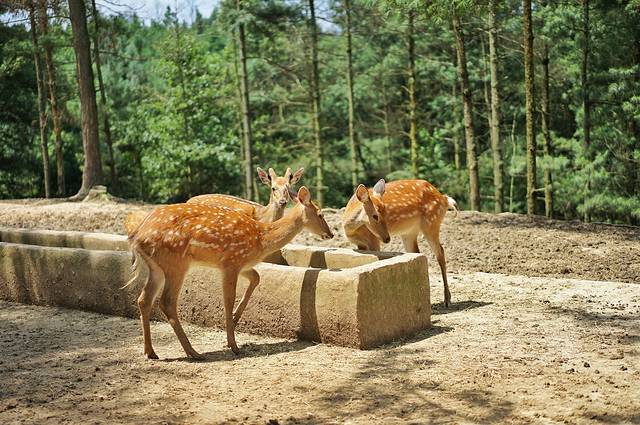 云南野生动物园
