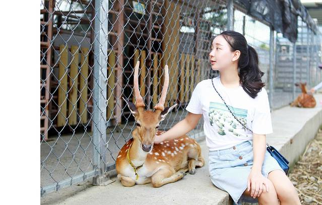 垦丁鹿境梅花鹿生态园区