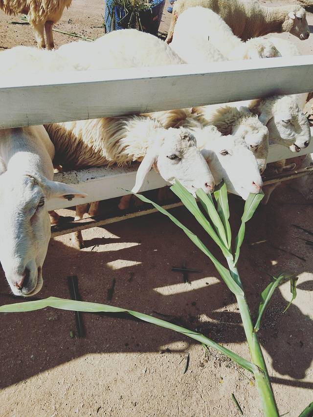 芭提雅绵羊农场