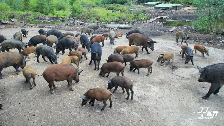 野猪林里自我放逐