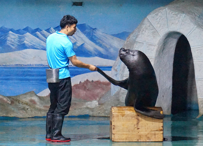 勤奋好学的海狮在驯兽师的引导下练习各种动作,以期早日成为动物界