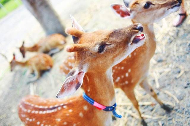 垦丁鹿境梅花鹿生态园区