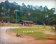 宝妈带娃出游记--长隆野生动物园+海洋王国