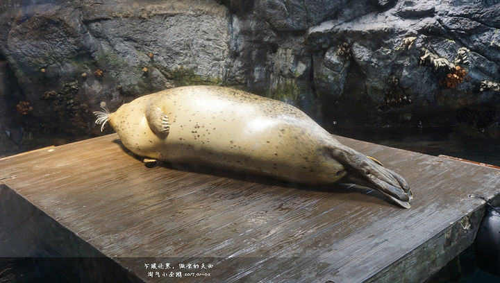 大阪海游馆是世界最大级别的水族馆 并以拥有巨大的鲸鲨而闻名于世 进馆后穿过隧道型水槽的 水门 乘电 大阪海游馆 评论 去哪儿攻略