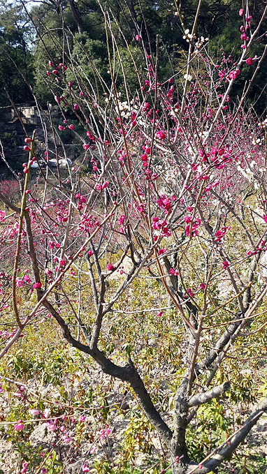 福建福州鼓山鼓岭游_福州旅游攻略
