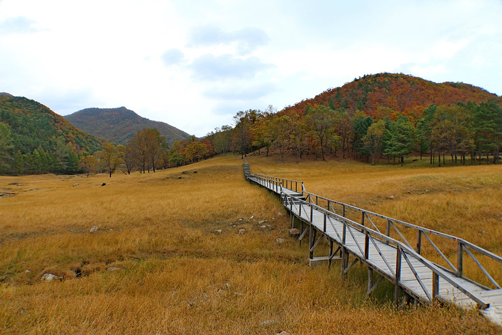 "几百头马鹿，天山马鹿和梅花鹿在山泉边嬉戏，大密林中徜徉，常年集山川大地之灵气，蓄花草树木之精华_金山鹿苑"的评论图片