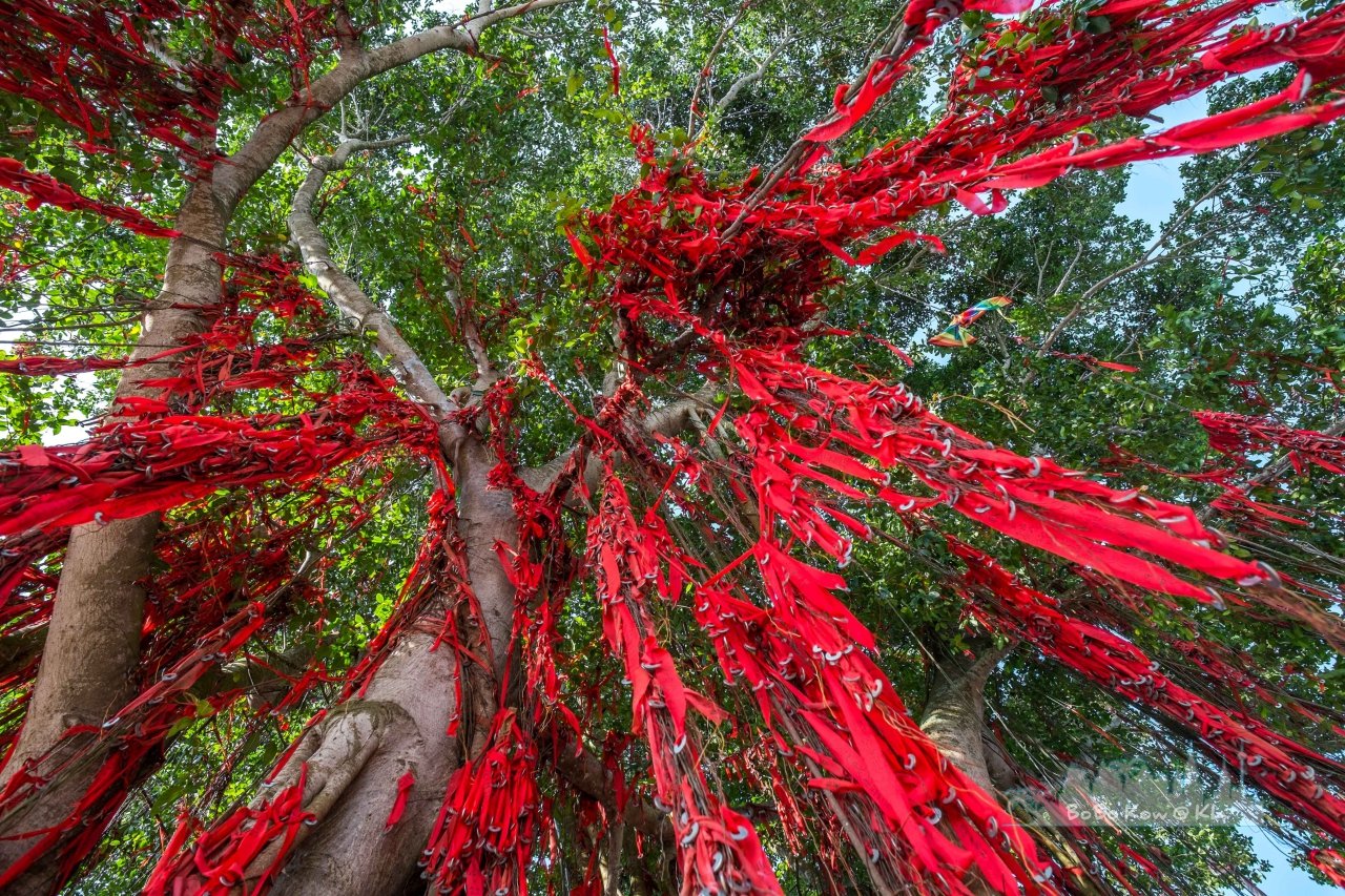 沙滩后方有一间红色的寺庙,庙旁有一颗巨大的许愿树,树上承载着满满的