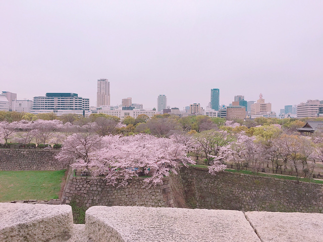 2017大阪城公园真的美不胜收,樱花树连成云朵