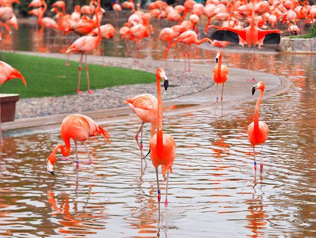 圣地亚哥海洋世界