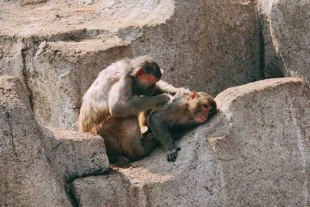 八达岭野生动物世界