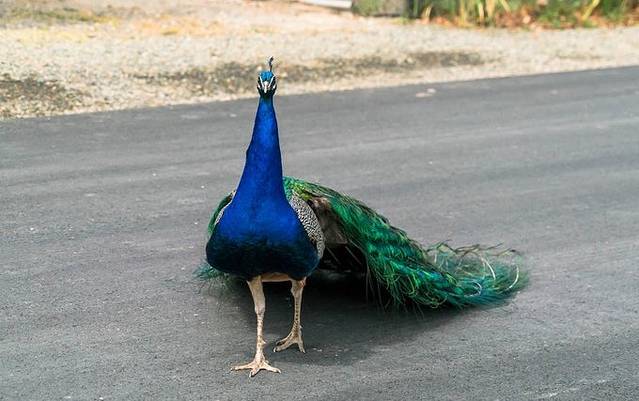 麦姬比尔农庄商店