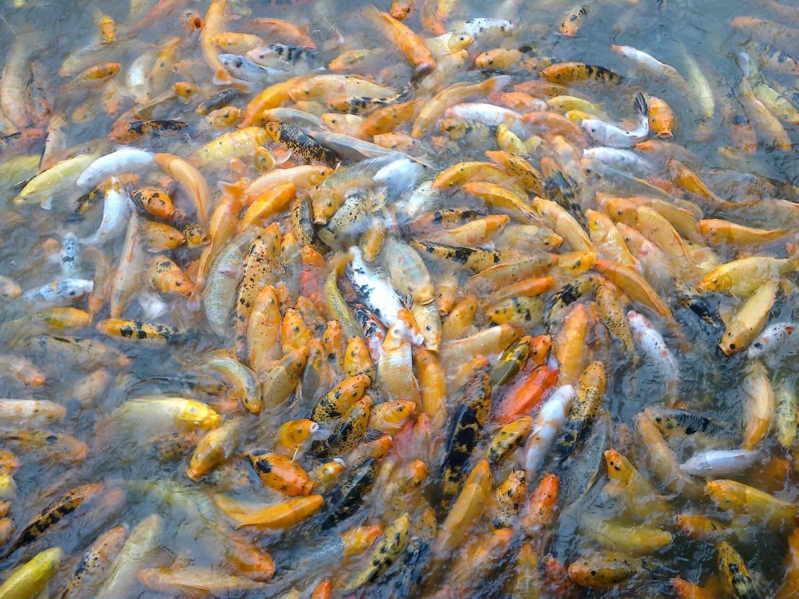 好多鱼,鱼很大……密集恐惧症犯
