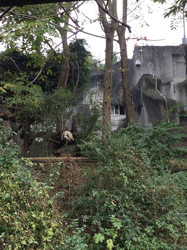 搭乘西成高铁的成都3日小游~