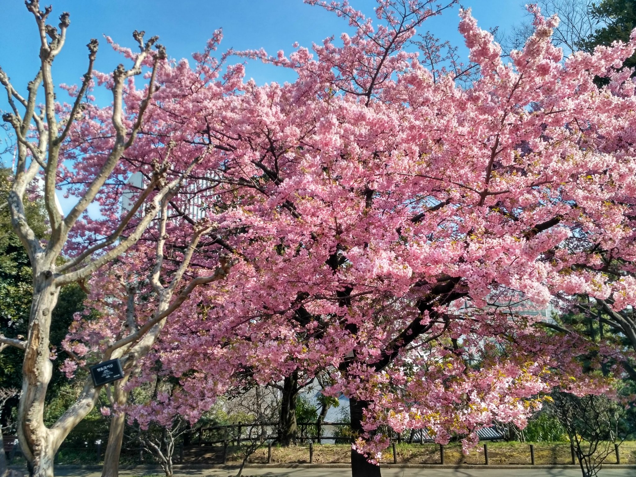 这张纸摧毁了圣地在我心中的形象.北之丸公园门口.北之丸公园的樱花