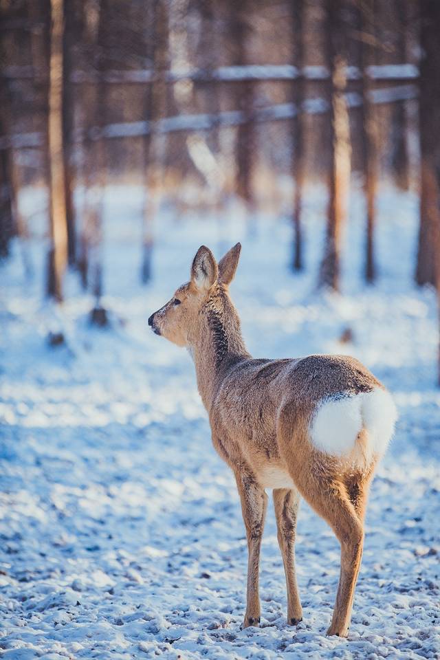 敖鲁古雅驯鹿乡