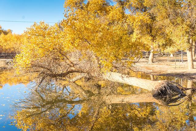 额济纳旗弱水·金沙湾胡杨林风景区
