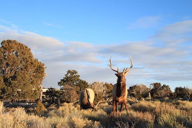 大峡谷公园瞭望塔