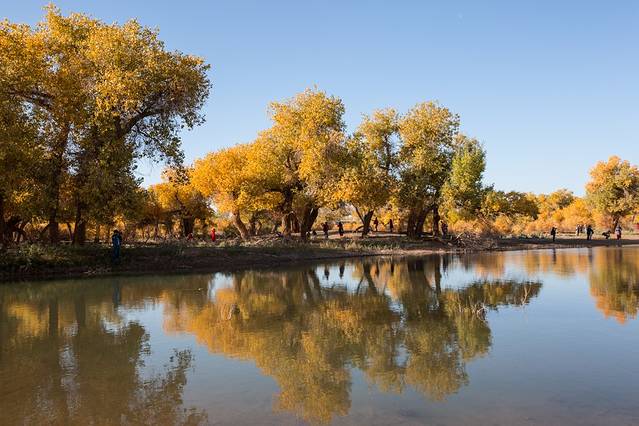 额济纳旗弱水·金沙湾胡杨林风景区