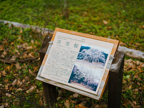 21京都府立植物园 旅游攻略 门票 地址 问答 游记点评 京都旅游旅游景点推荐 去哪儿攻略