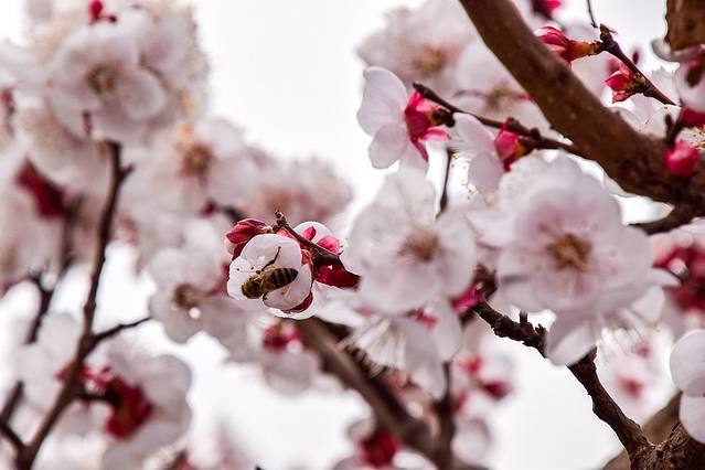 托克逊夏乡万亩杏花园