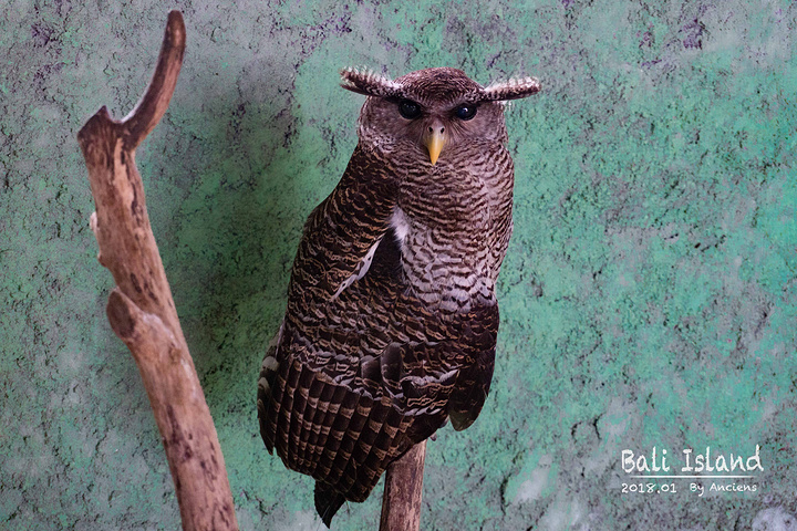 实际上相当于是门票,每人需捐款5000-10000印