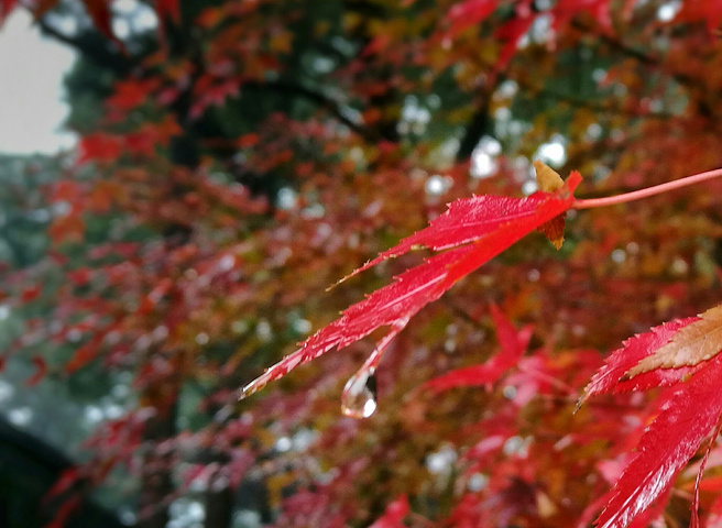 "西湖真的很大，许多景点虽然都在西湖畔，却相距甚远。比如雷峰塔和断桥就隔着一汪碧绿的湖水，两两相望_雷峰塔"的评论图片