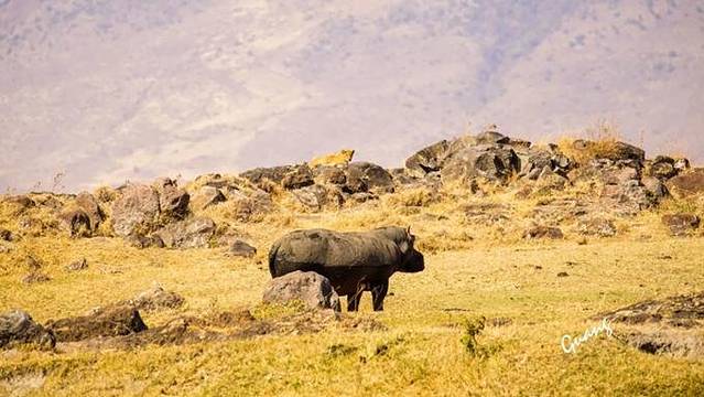 恩戈罗恩戈罗自然保护区