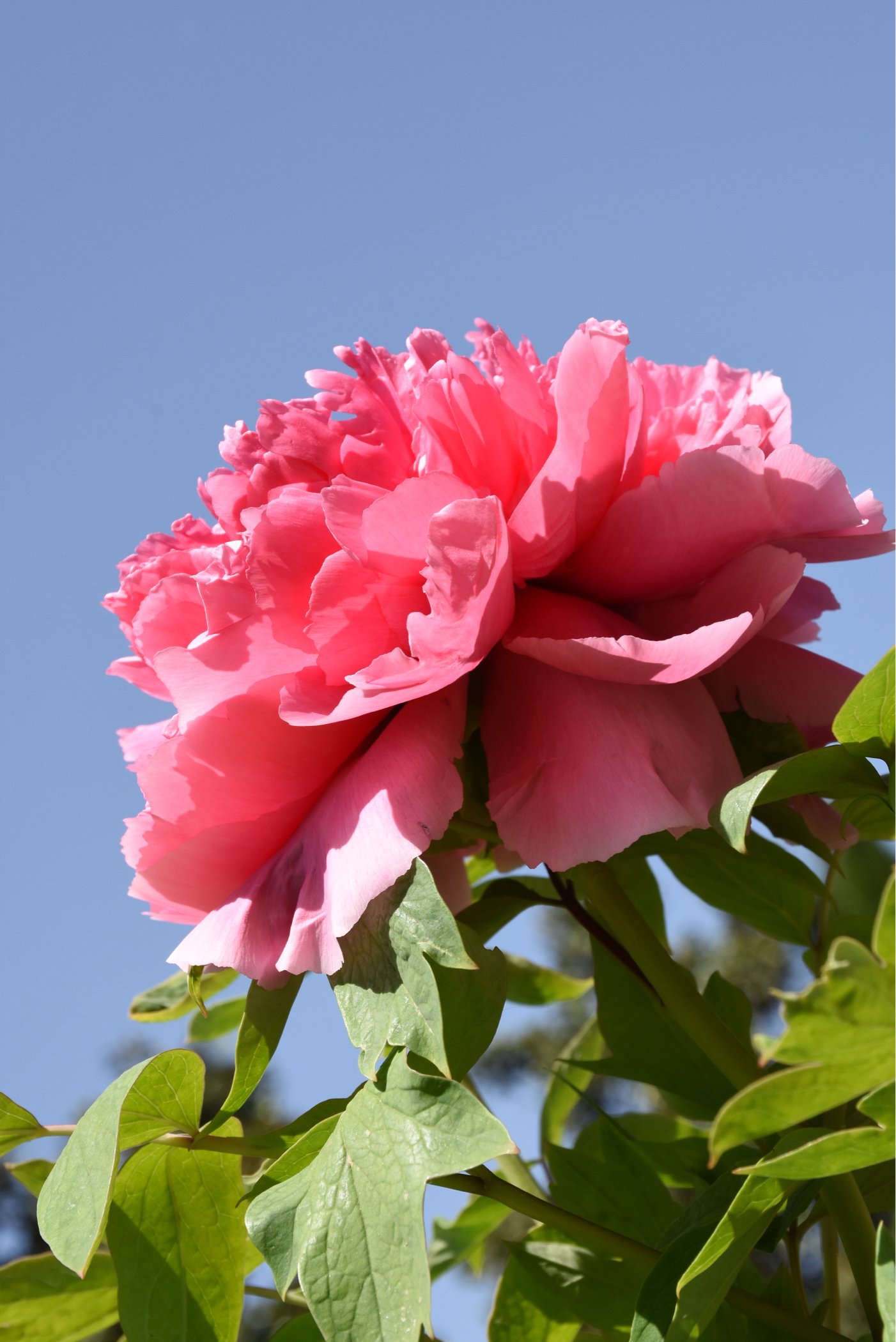 小黄花像极了迷你版的牡丹,在牡丹群花中显得格外扎眼!紫藤,很美啊