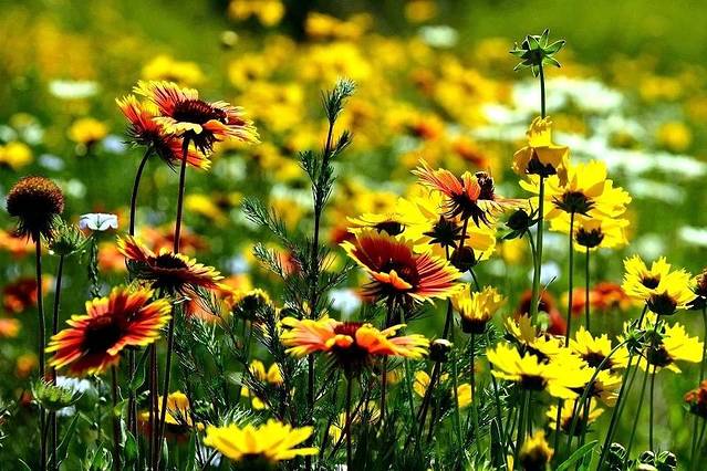 大连国际会议中心