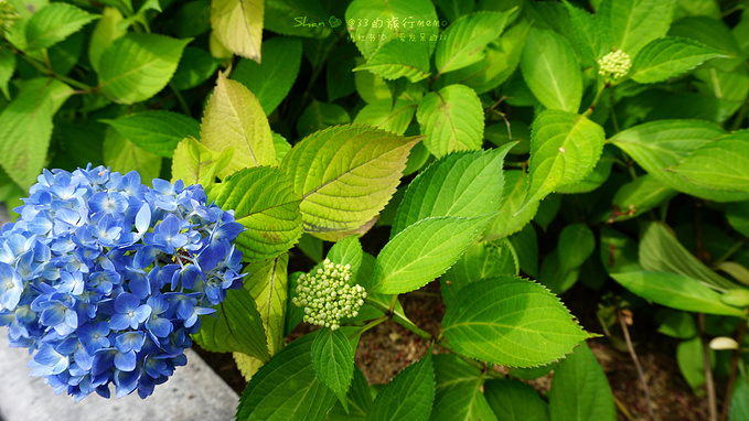 太阳初升之地,淡季漫游平安京【日本大阪京都