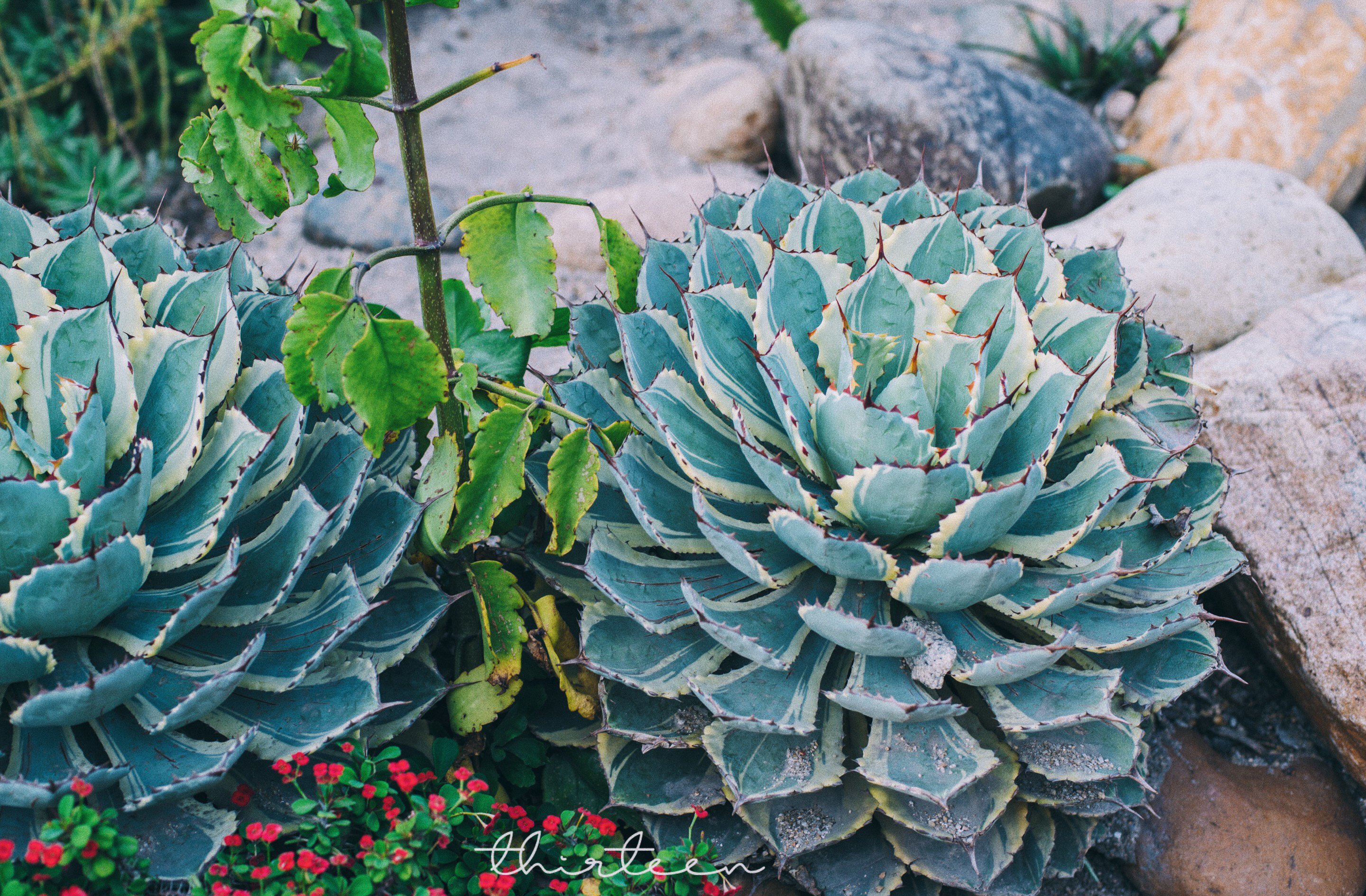 厦门园林植物园