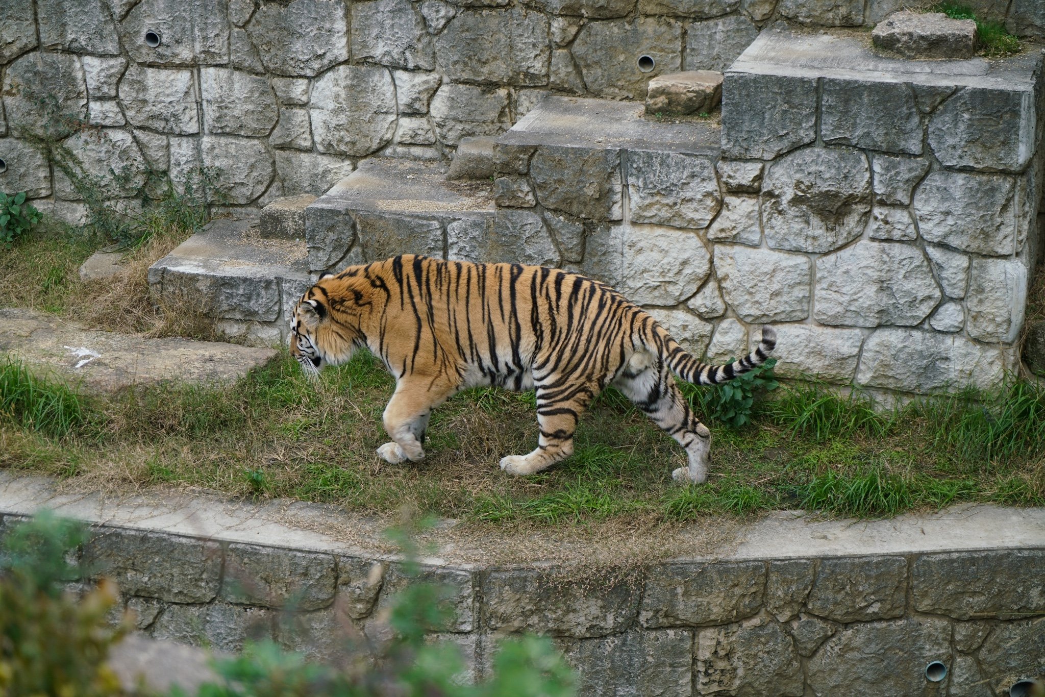 2024天王寺动物园游玩攻略,冬天的动物园真的不是那么好.