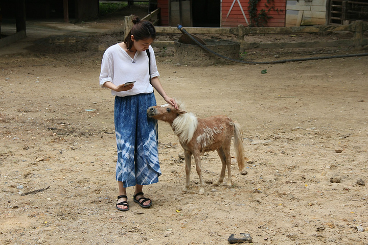 分为步行区,游览区和表演区,步行区和大部分动物园一样,在玻璃或