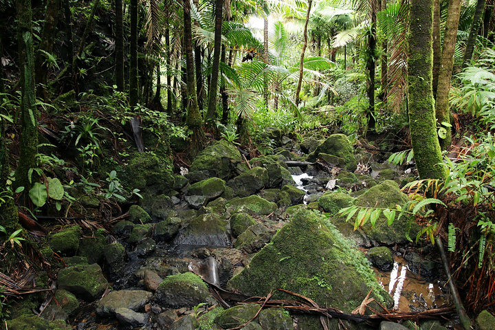 是美国唯一的热带雨林,在这个仿佛置身电影场景的热带雨林中可以找条
